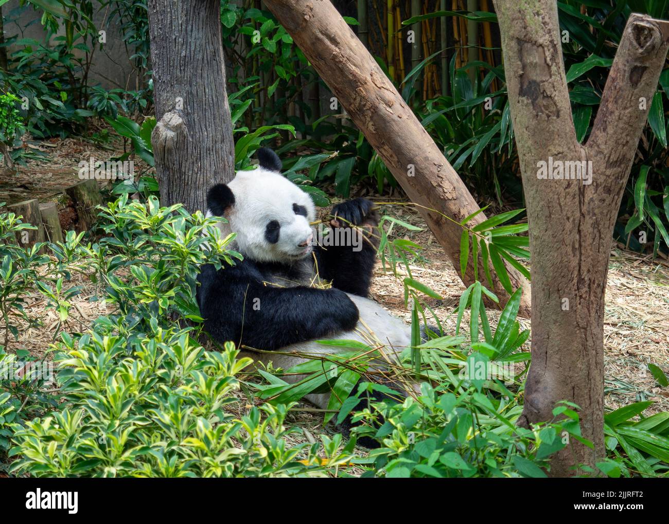 A panda chewing leaves in Singapore Zoo Stock Photo