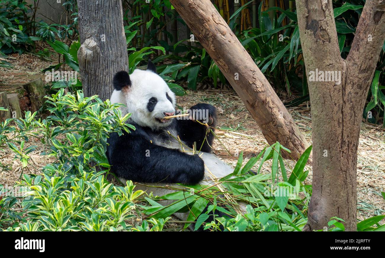 A panda chewing leaves in Singapore Zoo Stock Photo