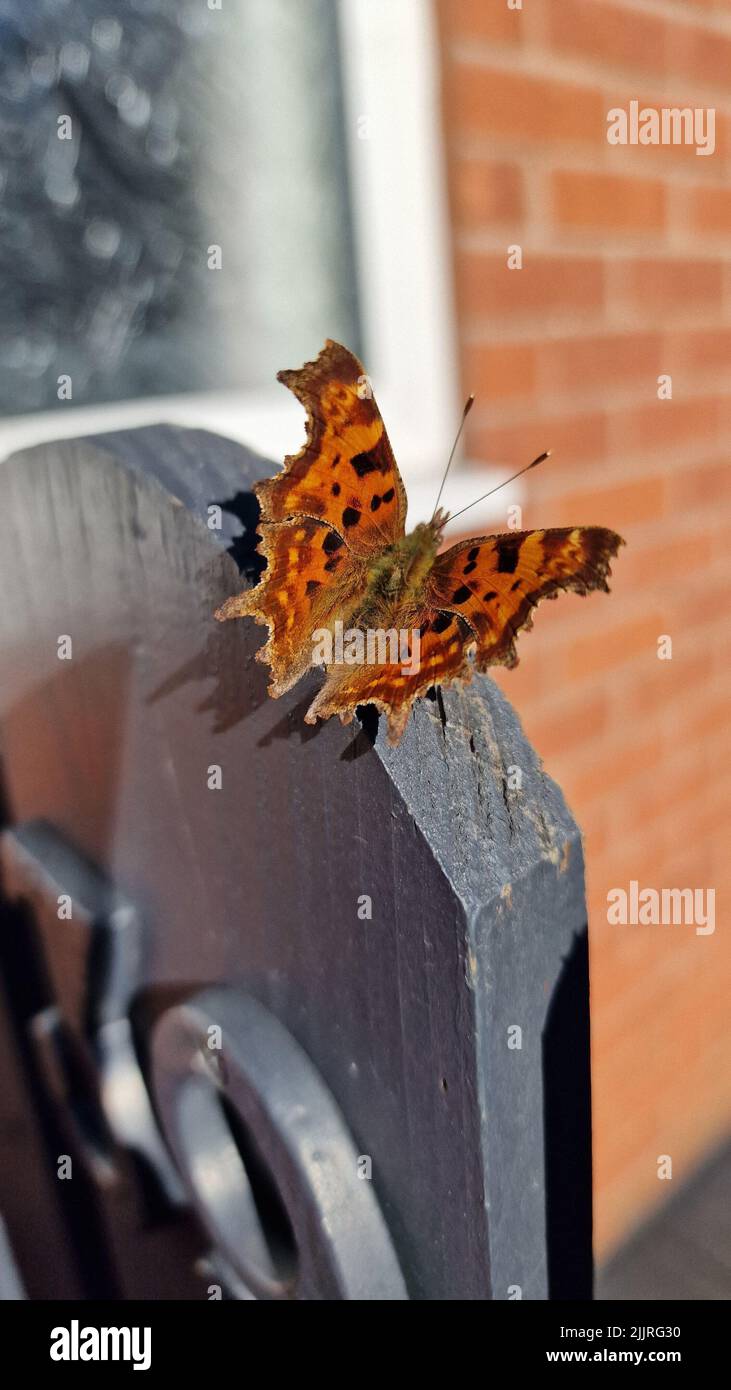 A closeup of an orange, spotted butterfly landed on the wooden garden gate Stock Photo