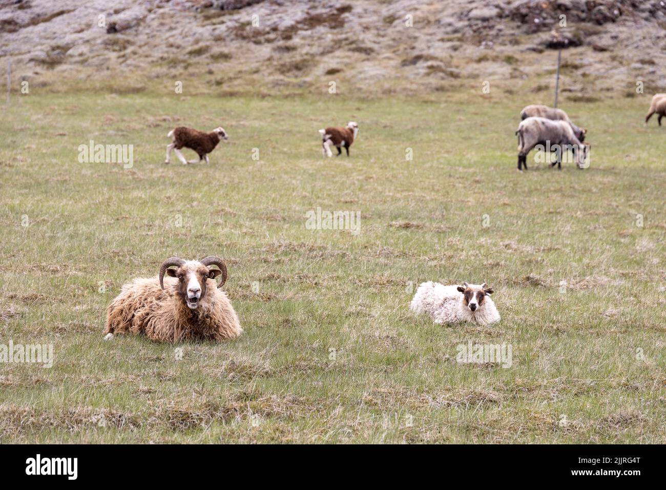 The sheep resting and grazing in the pasture. Iceland. Stock Photo