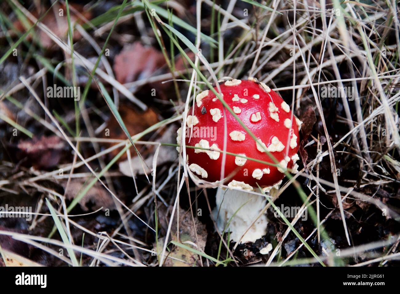 A closeup of Amanita muscaria, commonly known as the fly agaric. Stock Photo