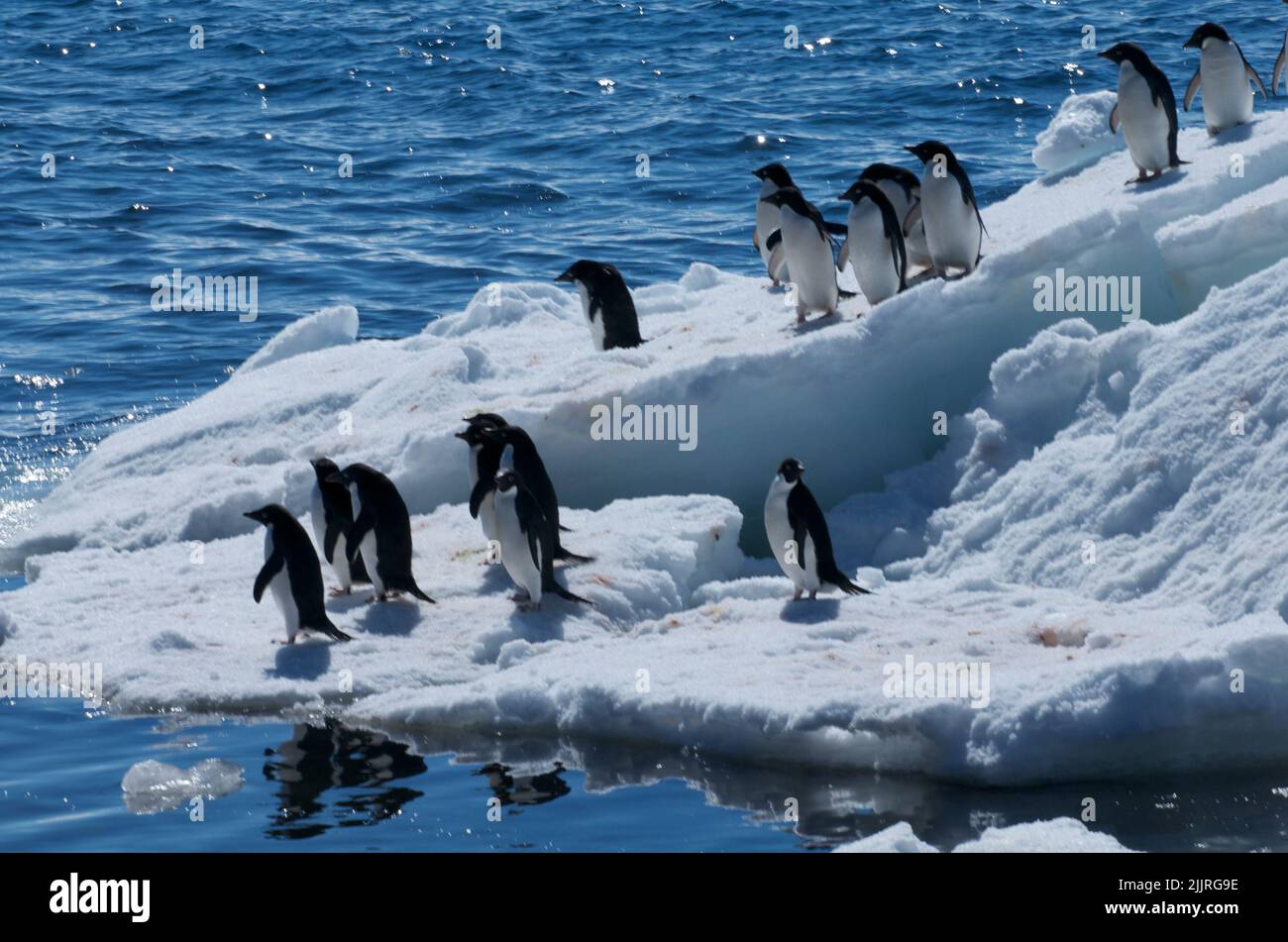 Emperor penguin ice bucket 2025