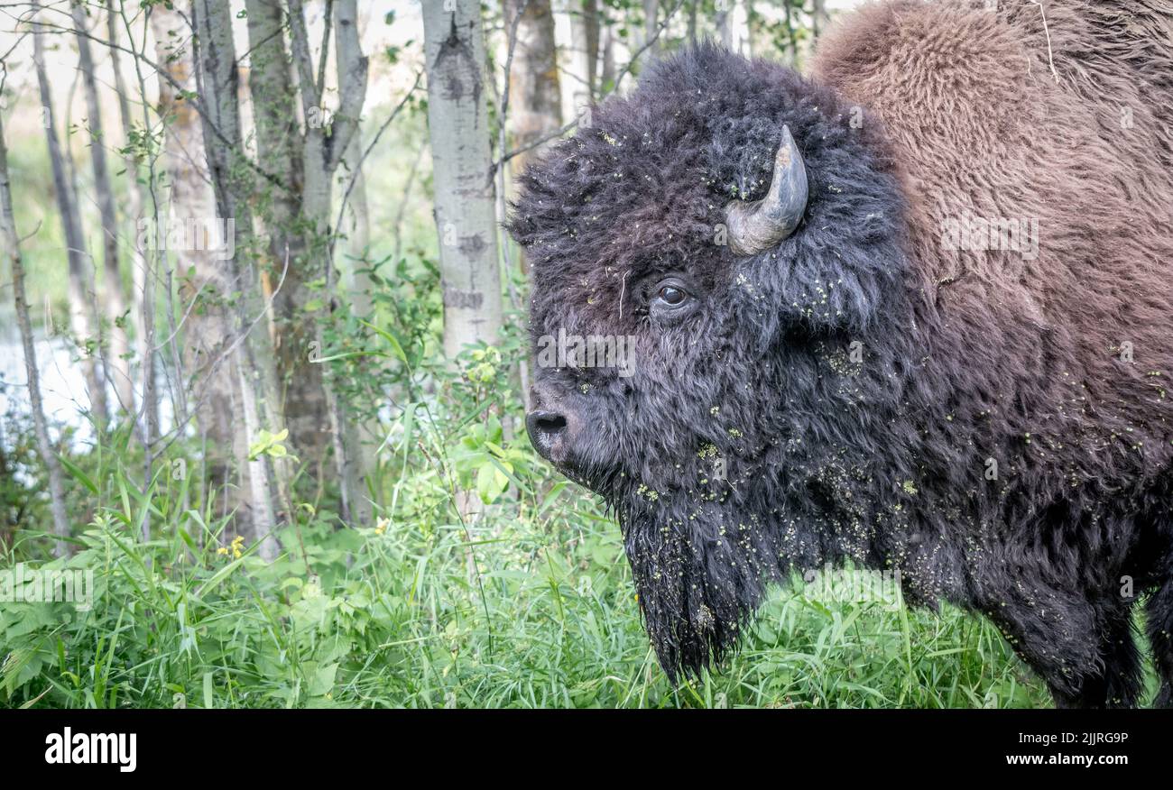 COMPREHENSIVE GUIDE BISON ANIMAL LIFE AND HABITAT EXPLAINED visual data 4