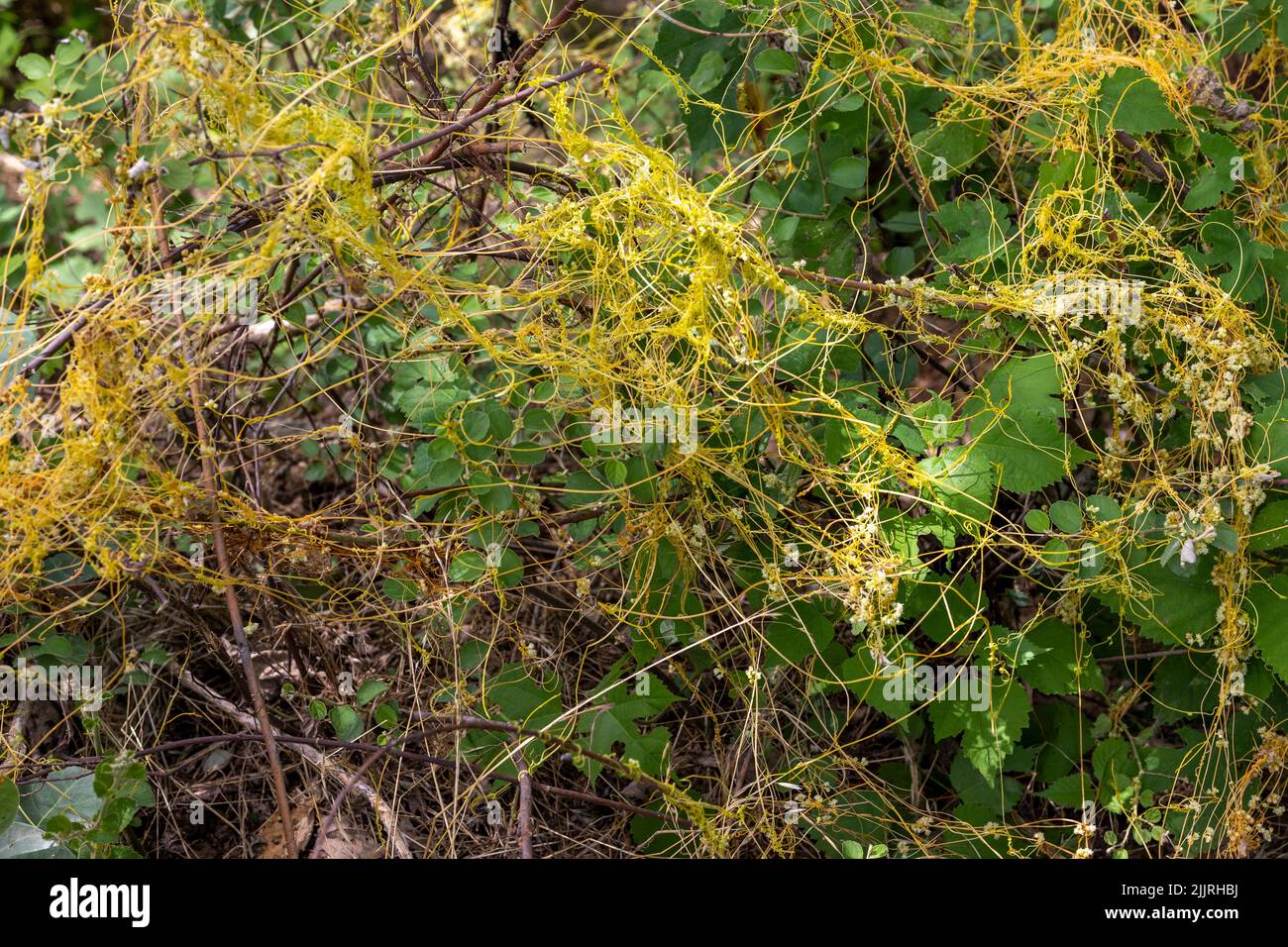 Cuscuta, dodder, parasitic plant. wild invasive creeper plant Stock Photo
