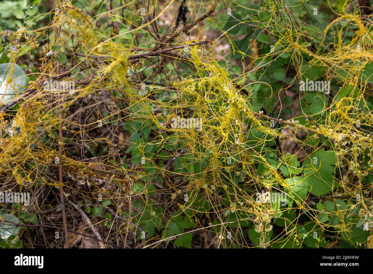 Dodder cuscuta parasitic plant choking the agricultural crops in the fields Stock Photo