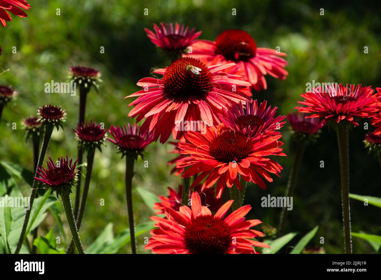 blooming echinacea deep red flowers lit by the hot summer sun and drinking bee Stock Photo