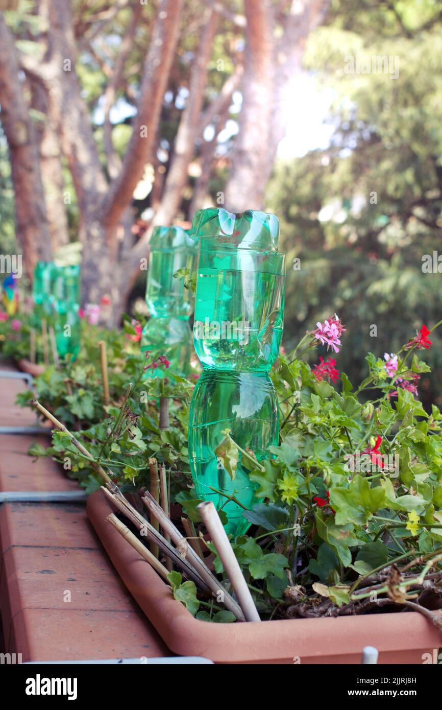 Plastic bottles for watering flowers on the balcony as irrigation