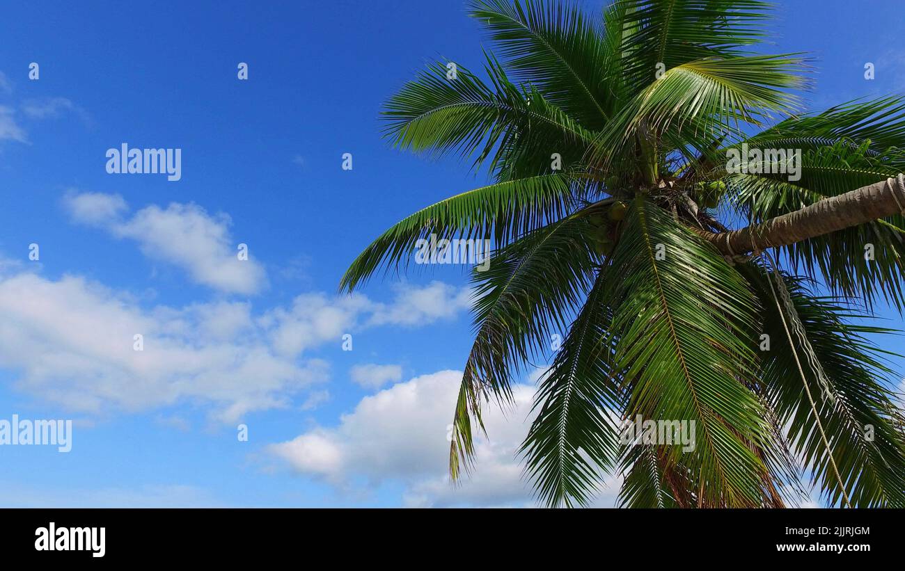 A low angle shot of a palm tree growing against a cloudy blue sky on a ...