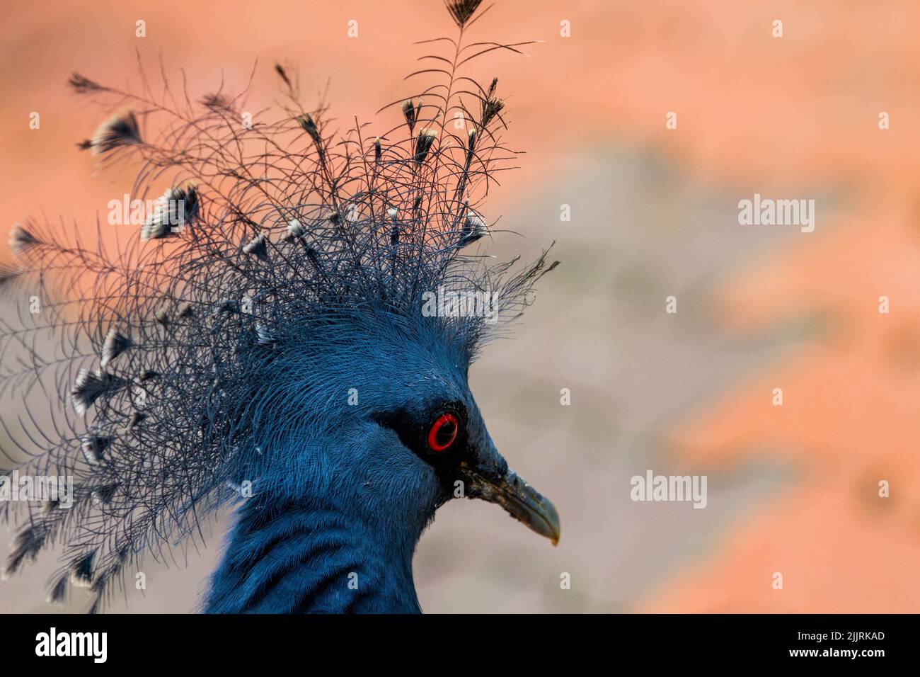 crown bird with red eyes in isolated background Stock Photo