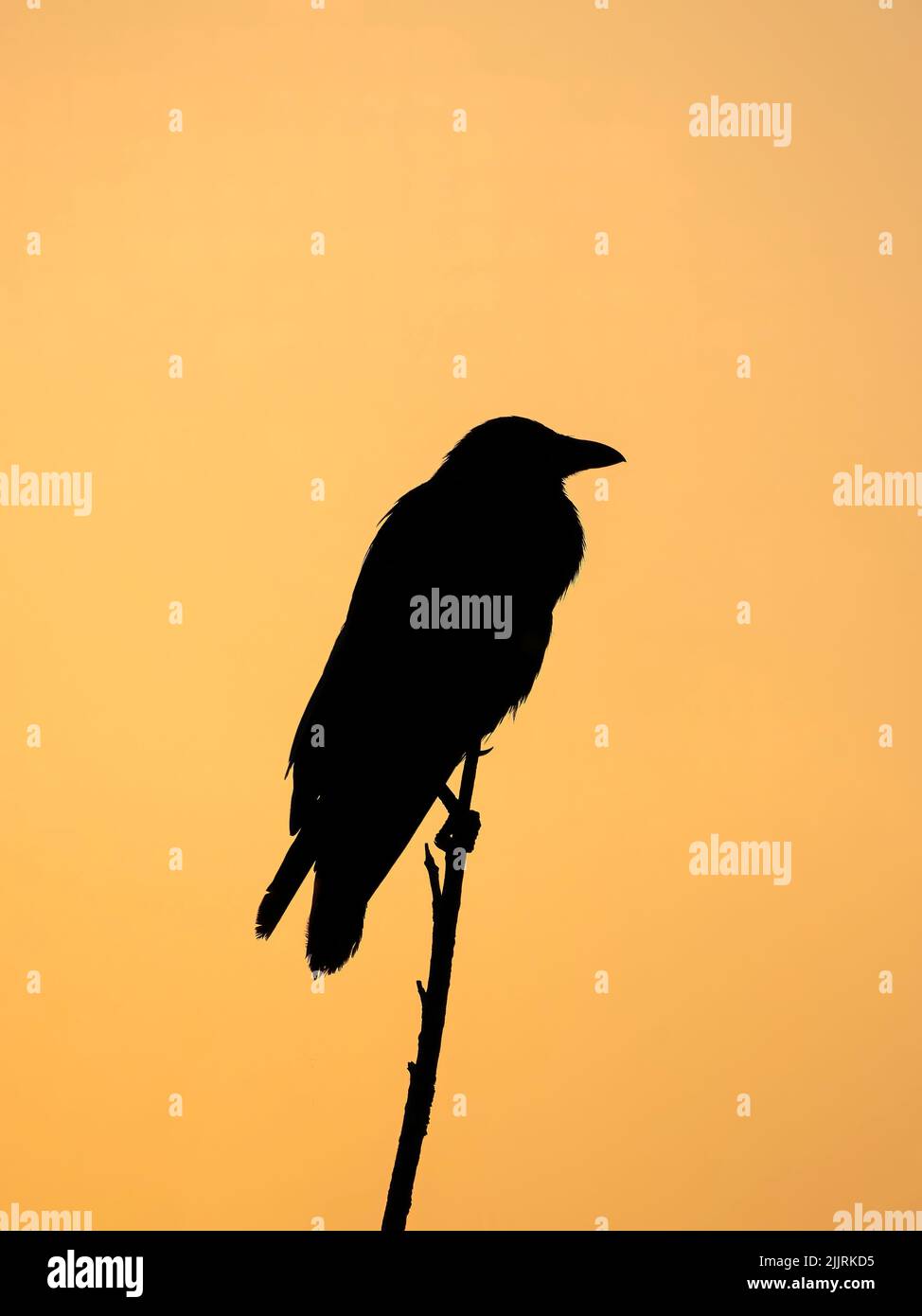 Silhouette of Carrion Crow (Corvus corone) in bare tree against orange dawn sky Stock Photo