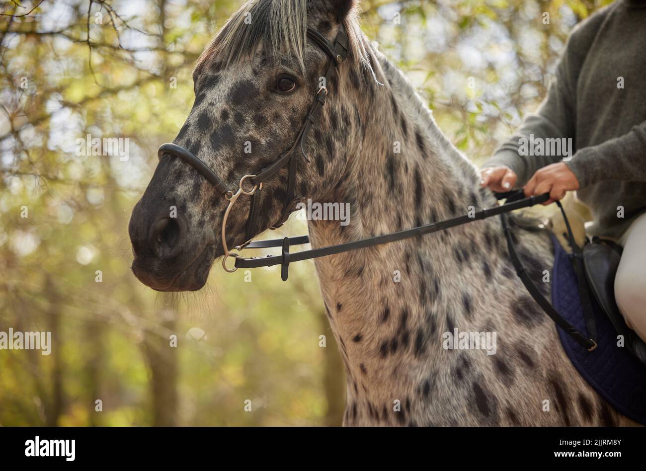 Horses have always been majestic. an unrecognisable woman horseback riding in the forest during the day. Stock Photo