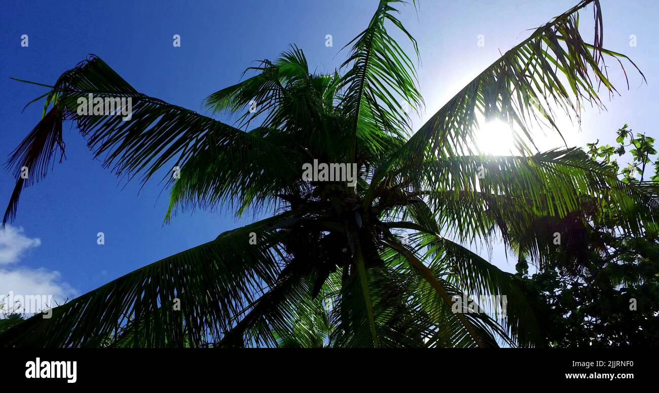 A low angle shot of a palm tree Stock Photo - Alamy