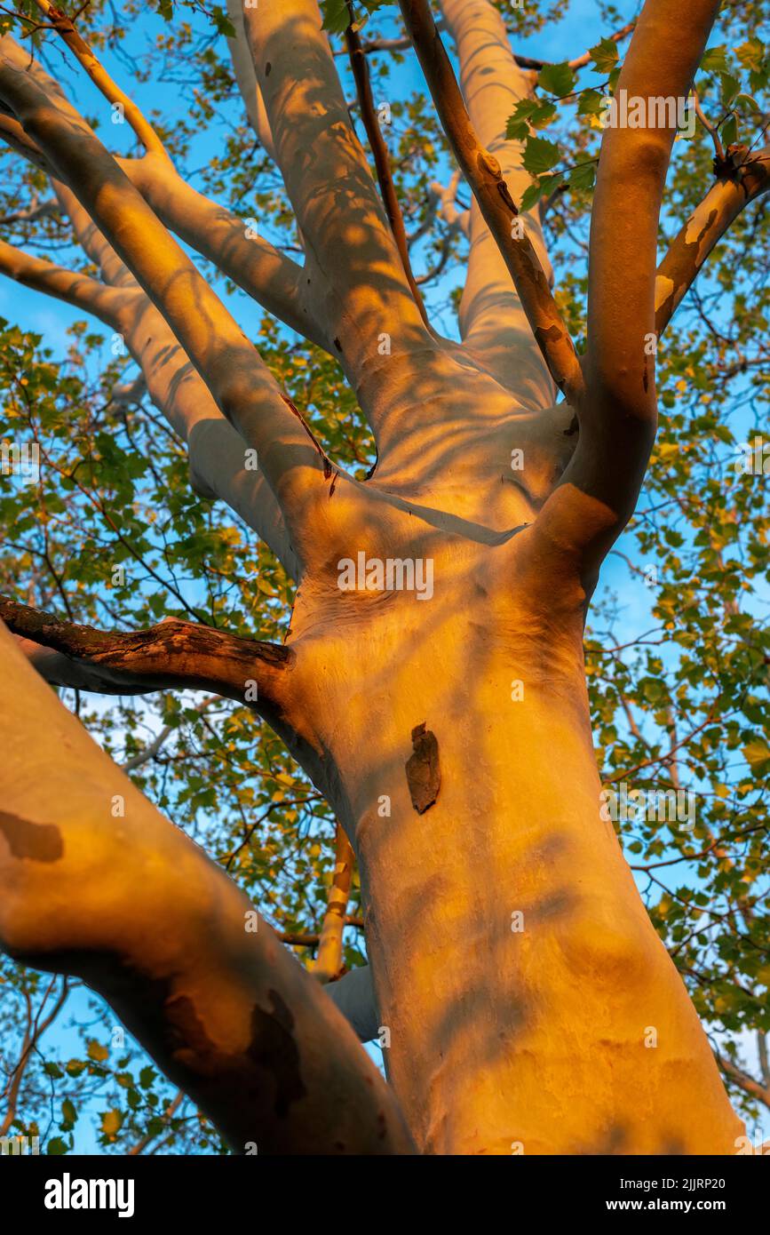 thick powerful sycamore tree by spring evening Stock Photo
