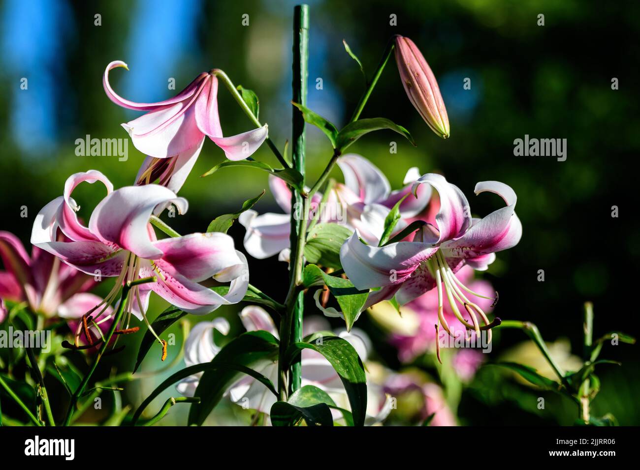 Delicate white and pink flowers of royal lily or lilium, known as king's lily in a British cottage style garden in a sunny summer day, beautiful outdo Stock Photo