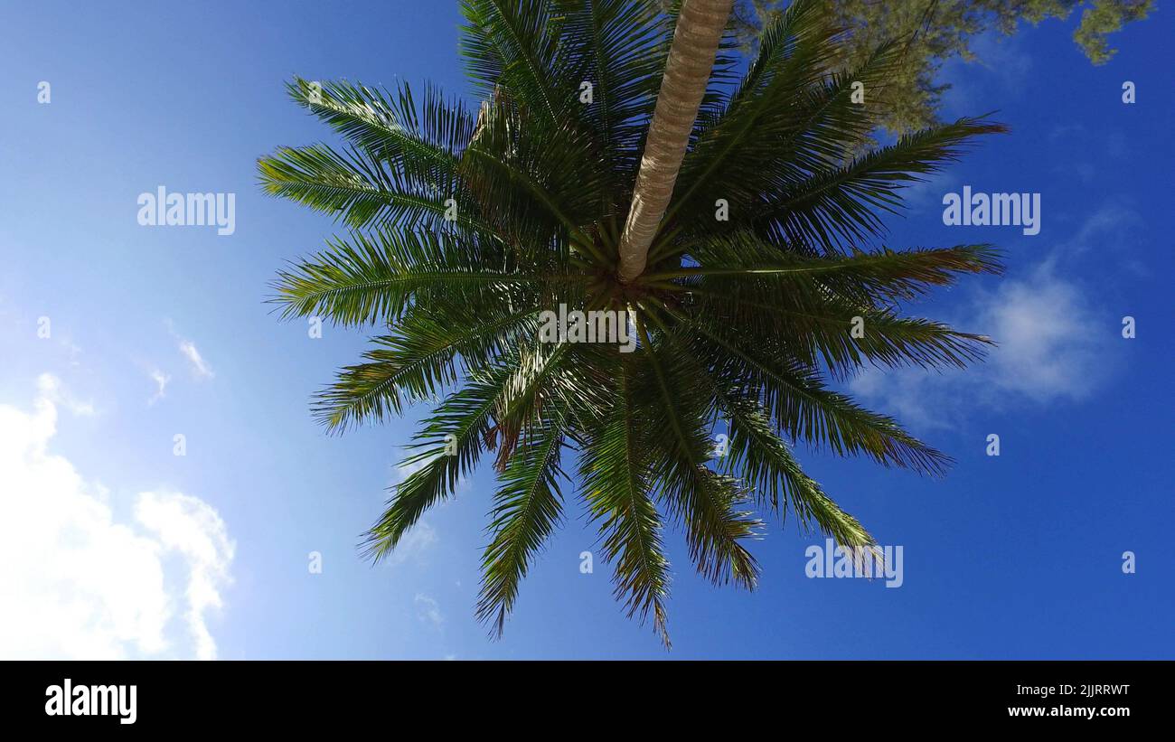 A low angle shot of a palm tree on a clear sky background on a sunny ...