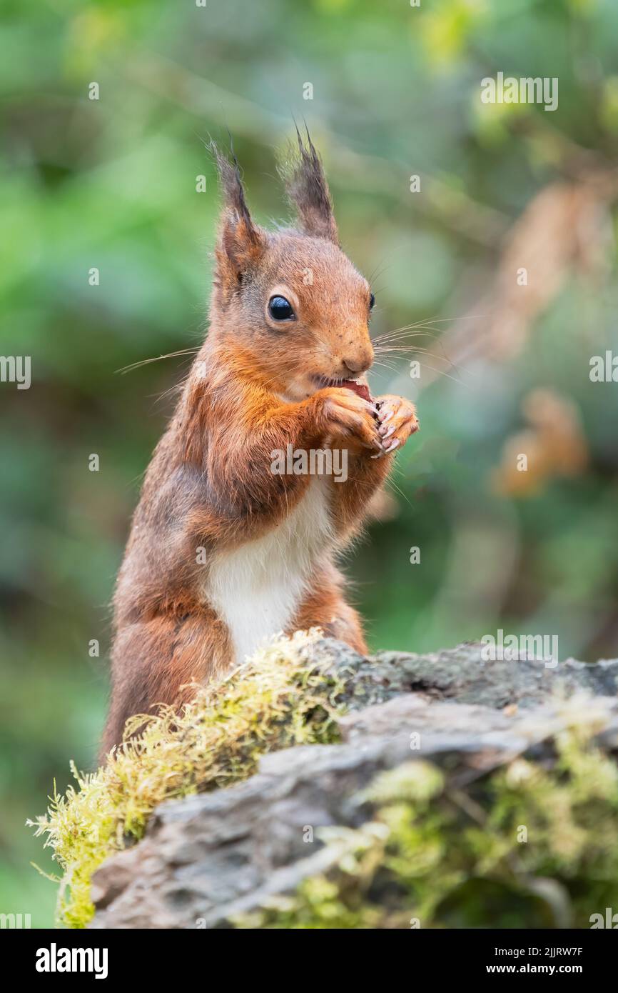 A red squirrel, Sciurus vulgaris, sits on the top of a stone wall. It is eating a hazelnut. Red squirrels are native species of the UK Stock Photo