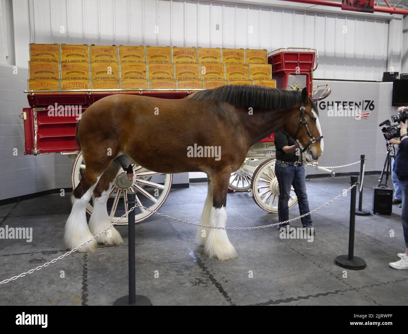 A view of visitors interacting with a Budweiser Clydesdale at warm