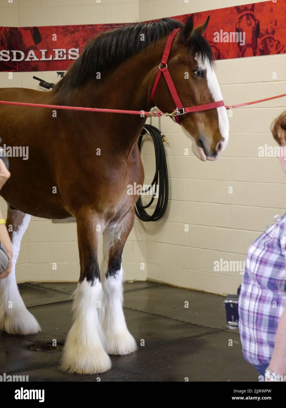 St. Louis Cardinals manager Tony La Russa and wife Elaine walk to get on  the Budweiser Clydesdale eight horse hitch wagon for a parade honoring the  World Championship team that won the