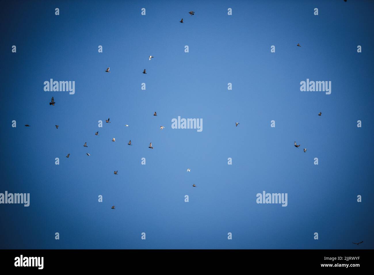 Birds and blue sky hi-res stock photography and images - Alamy