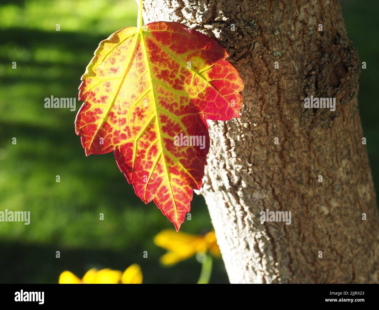 Maple Tree Insunlight A closeup of a red and yellow leaf of a maple tree in sunlight Stock ...