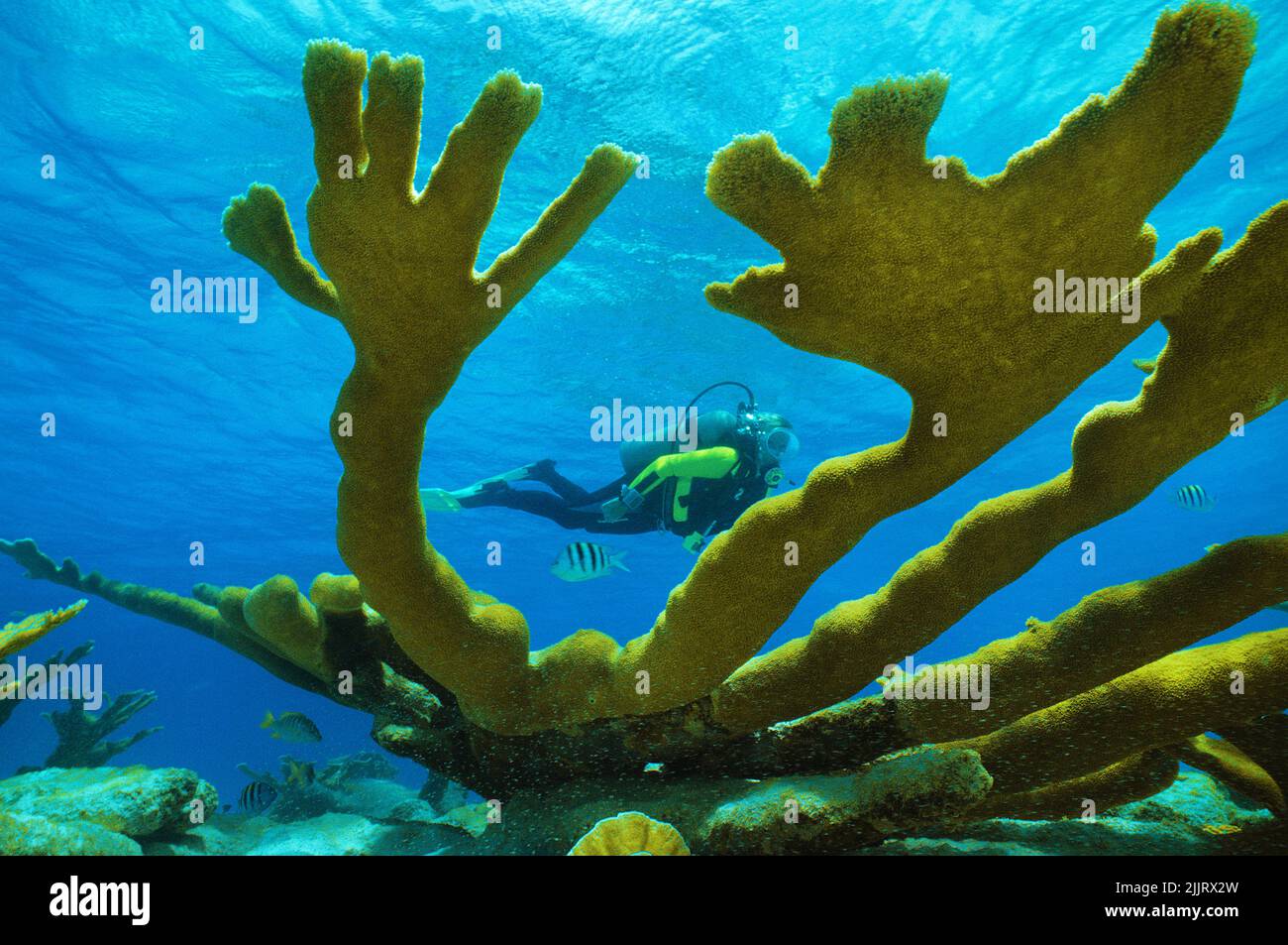 Scuba diver swimming between Elkhorn corals (Acropora palmata) in a caribbean coral reef, Saba, Netherland Antilles, Caribbean Stock Photo