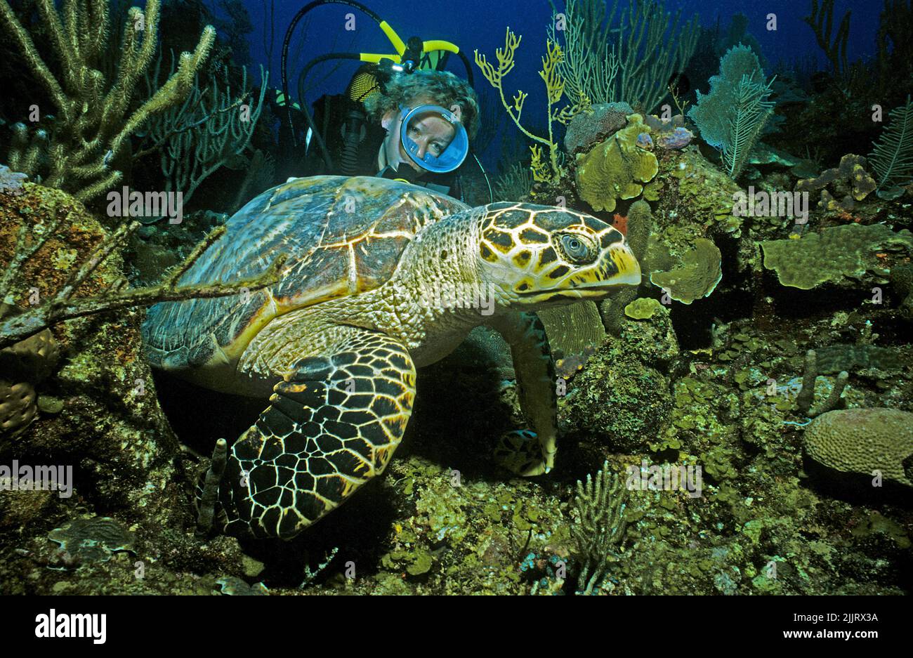Scuba diver looks on a Hawksbill Turtle (Eretmochelys imbricata) in a caribbean coral reef, Utila, Bay Islands, Honduras, Caribbean Stock Photo