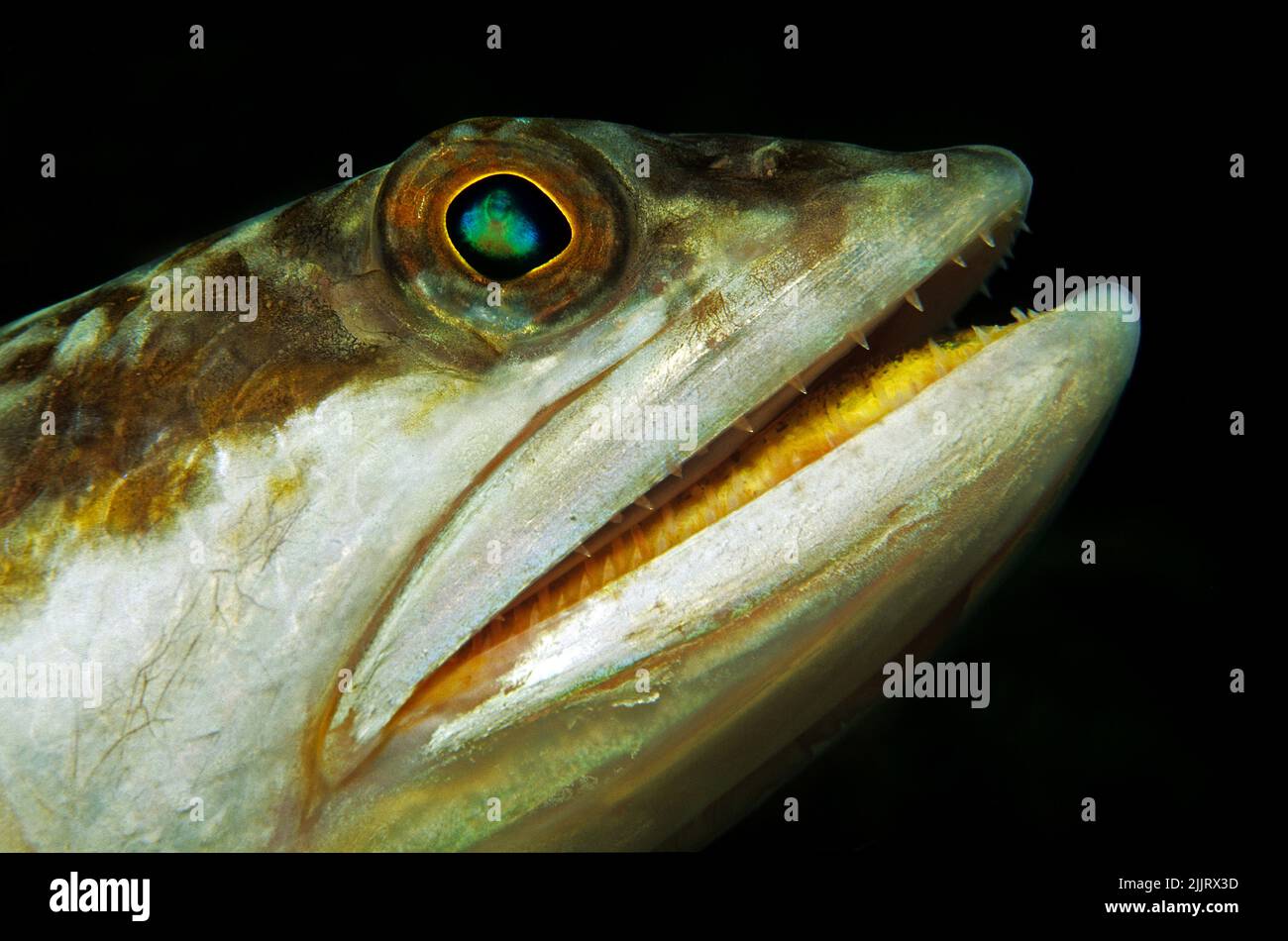 Sand diver (Synodus intermedius), portrait, Cuba, Caribbean Stock Photo