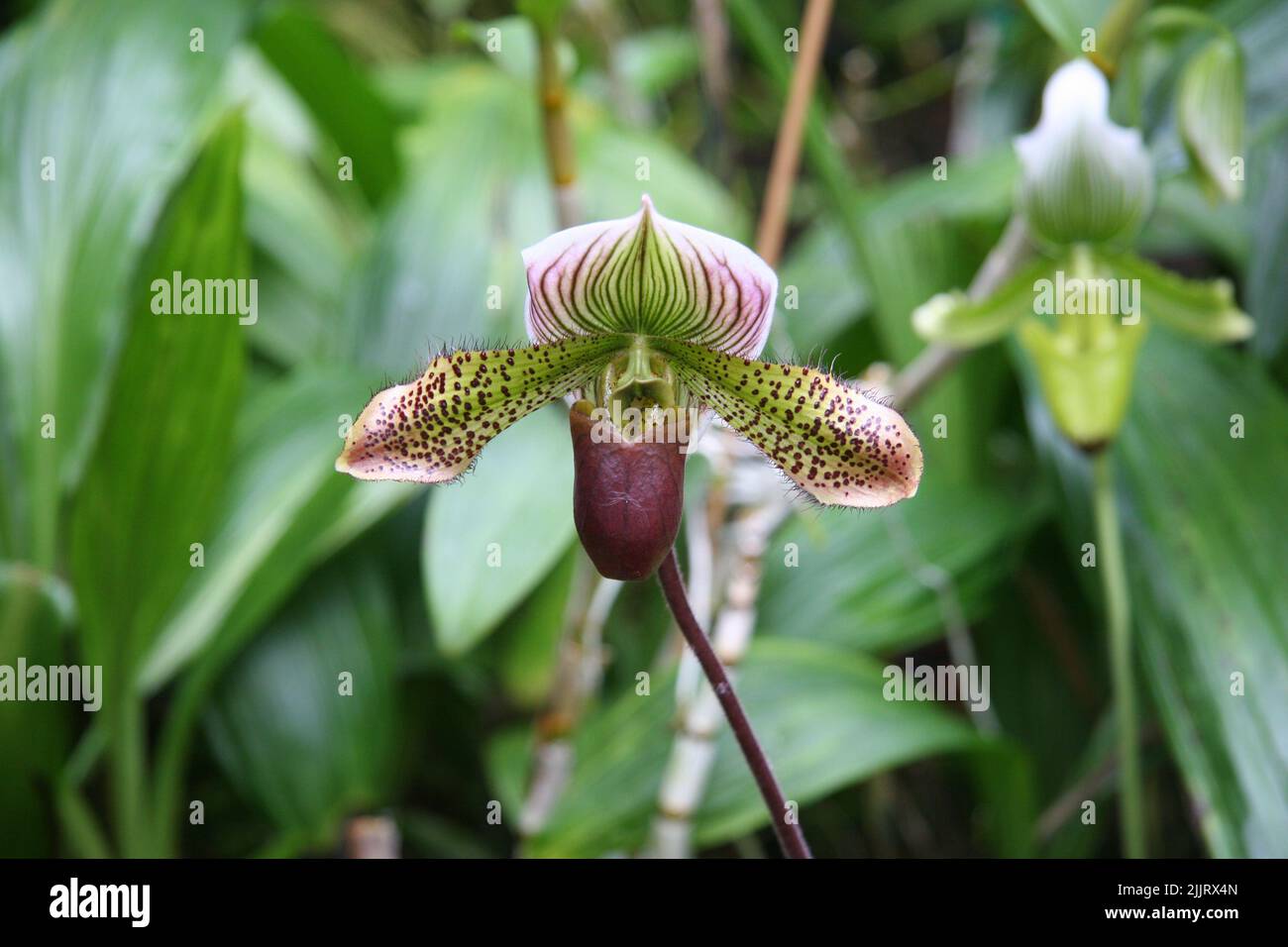 A closeup shot of a paphiopedilum ciliolare orchid flower growing in the garden on a sunny day on a blurred background Stock Photo
