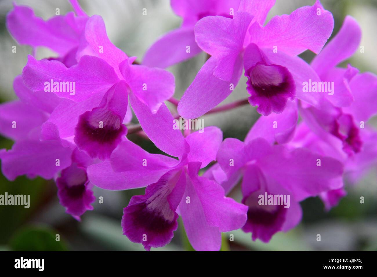 A closeup shot of a beautiful purple cattleya orchid flowers in the garden on a sunny day with blurred background Stock Photo