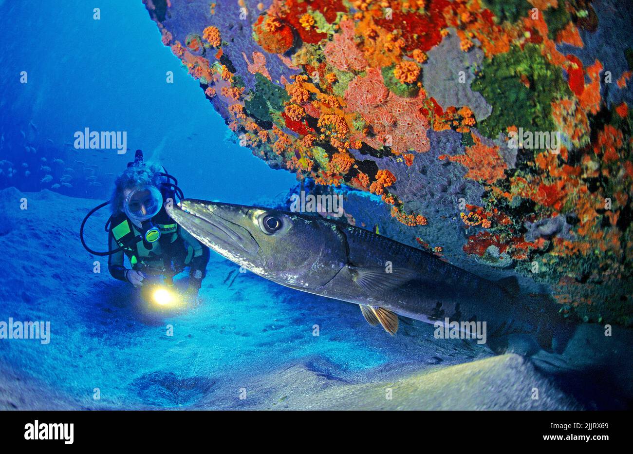 Scuba diver watches a Great barracuda (Sphyraena barracuda), St. Eustatius, Netherland Antilles, Caribbean Stock Photo