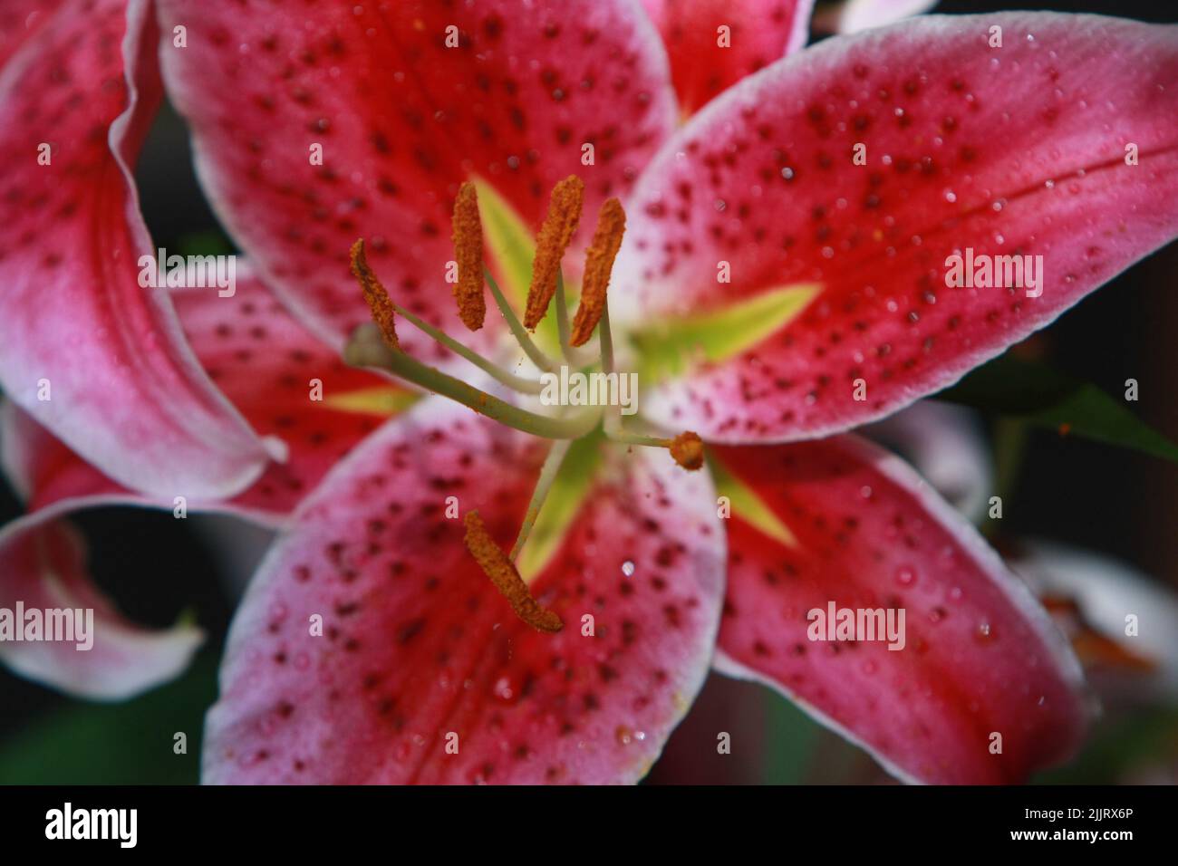 Tiger lily flower hires stock photography and images Alamy