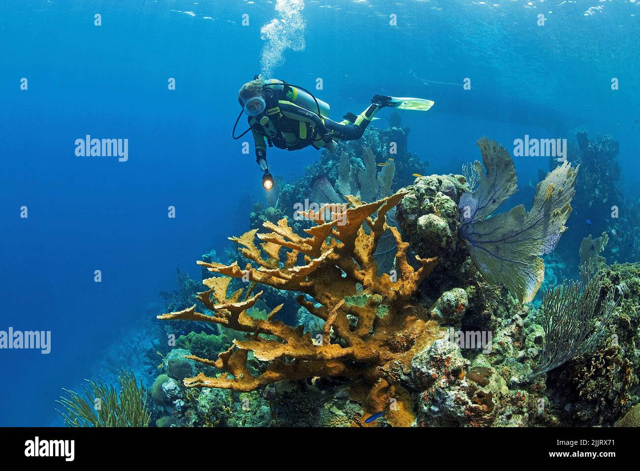 Scuba diver swimming at Elkhorn corals (Acropora palmata) in a caribbean coral reef, Utila, Bay Islands, Honduras, Caribbean Stock Photo