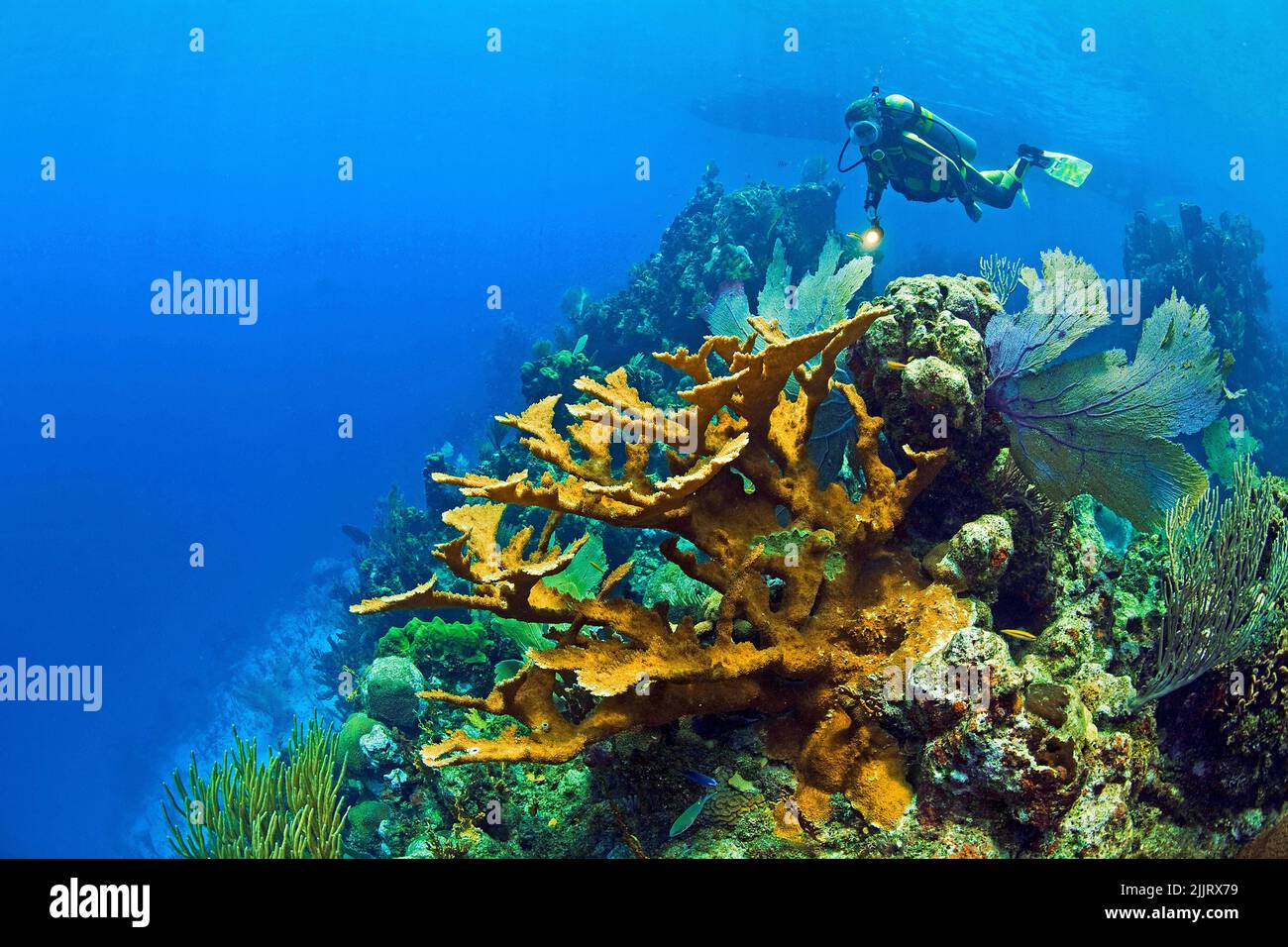 Scuba diver swimming at Elkhorn corals (Acropora palmata) in a caribbean coral reef, Utila, Bay Islands, Honduras, Caribbean Stock Photo