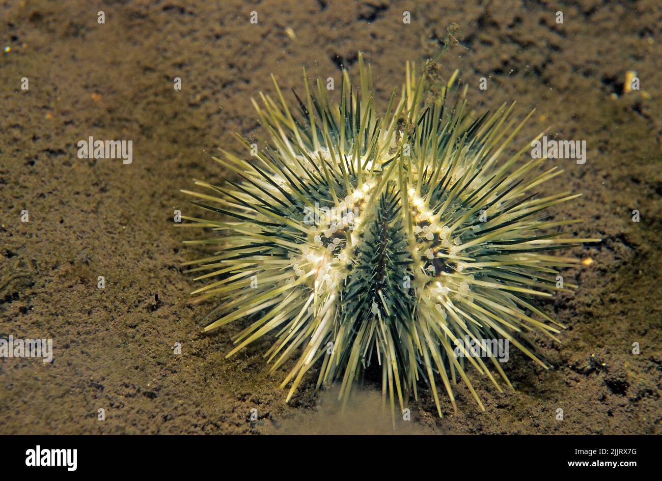 Sea urchin (Lytechinus sp,), toxic sea urchin (Toxopneustidae), Cayo Levisa, Cuba, Caribbean Stock Photo