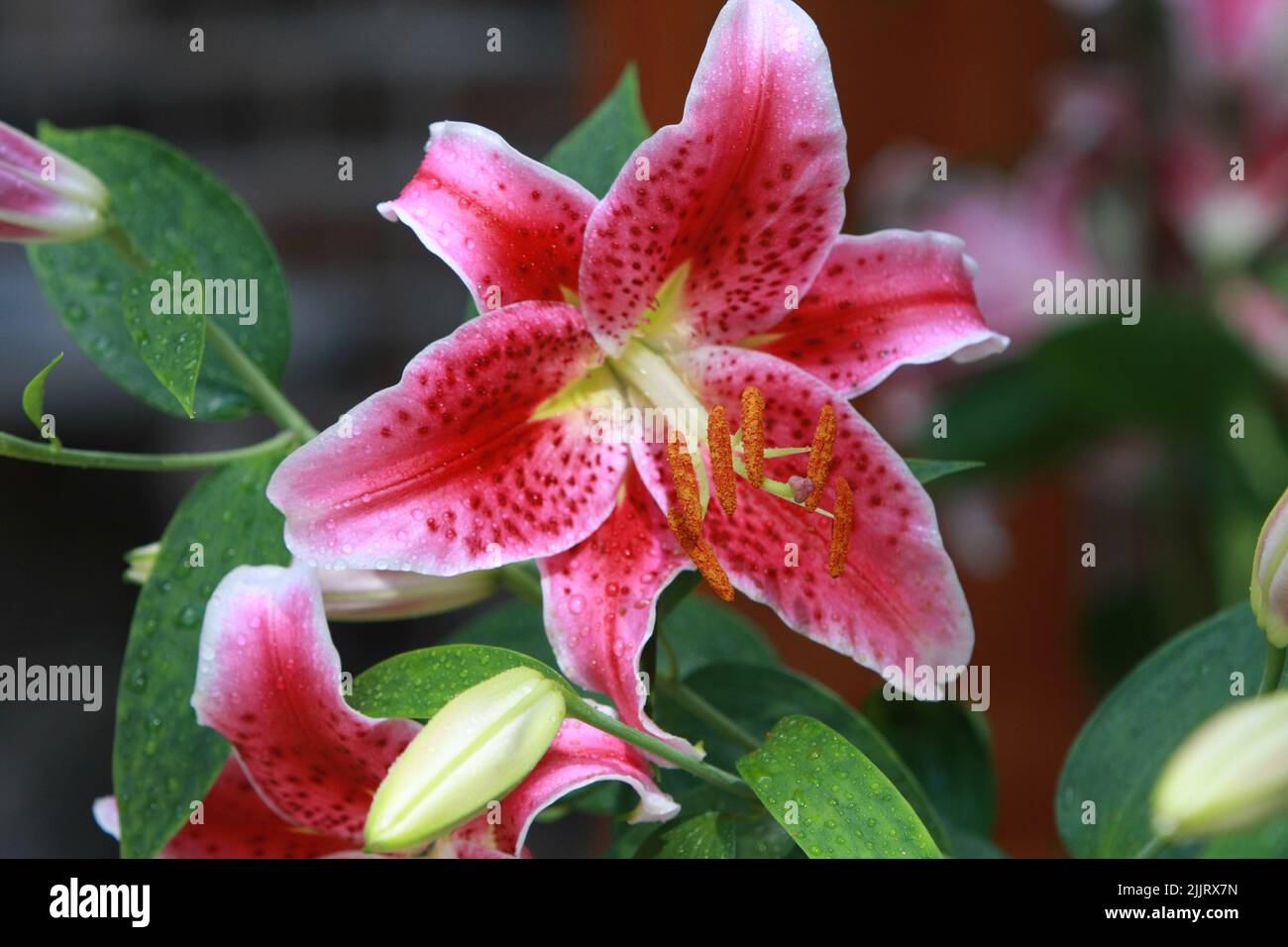 Tiger lily flower hires stock photography and images Alamy