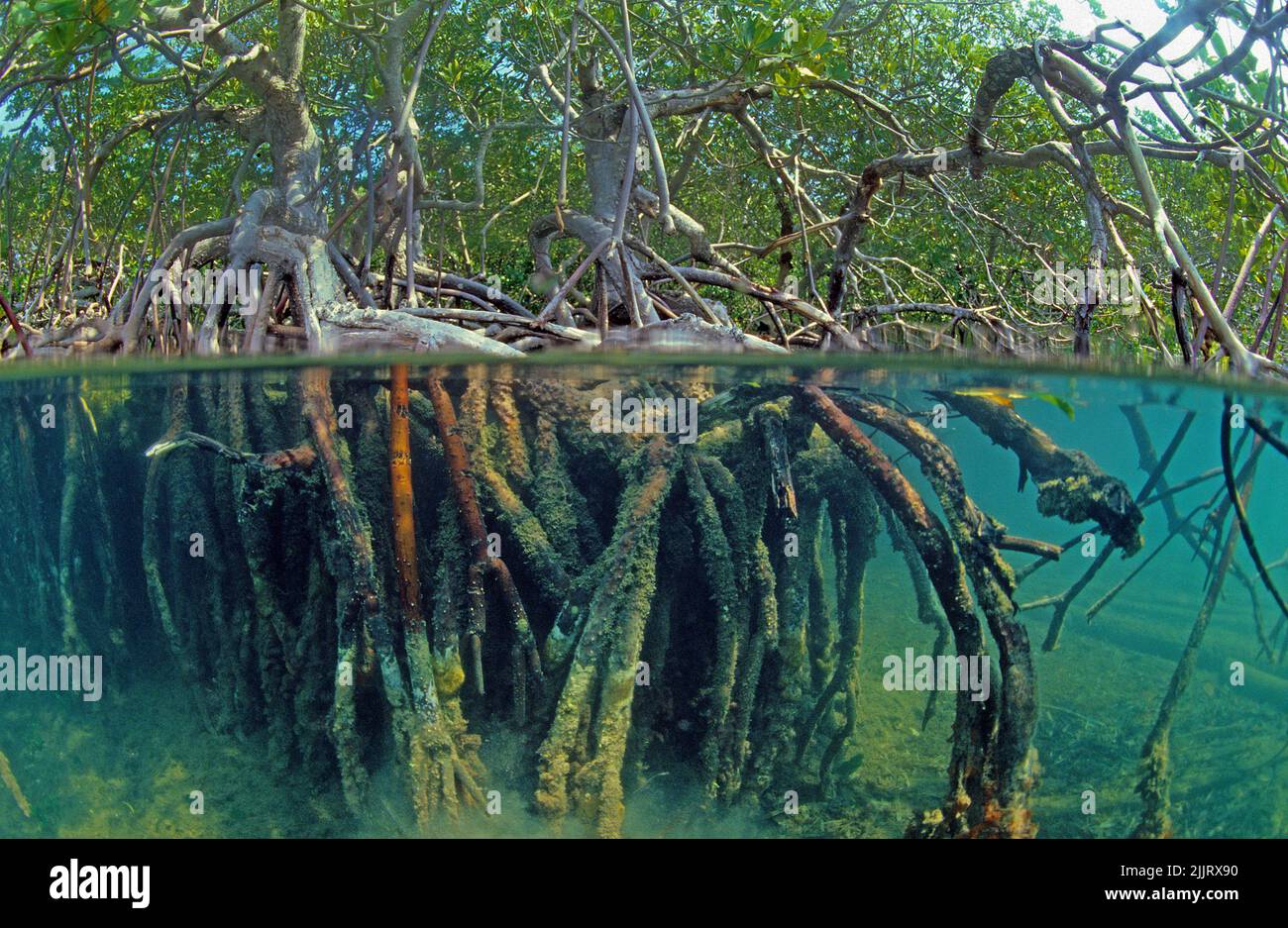 Split image, mangoves under over, Red Mangrove (Rhizophora mangle), Mangroves are protected worldwide, Cuba, Caribbean Stock Photo