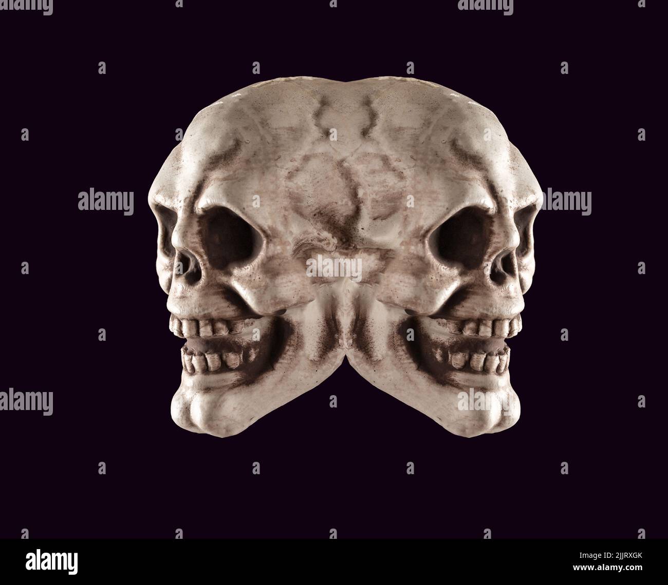 Two connected skulls. Human duality, Halloween concept. Opposite sides in person. Person ambivalent nature. High quality photo Stock Photo