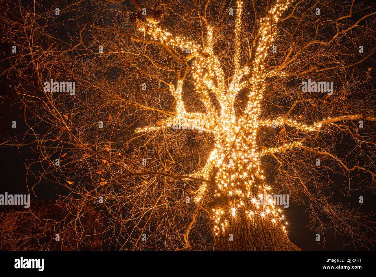 Treetop brightly lit by Christmas lights Stock Photo