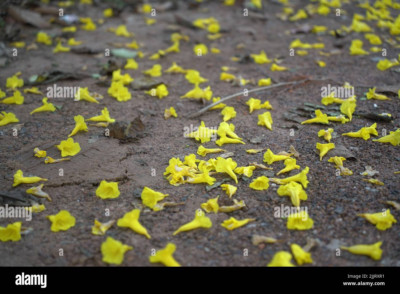 A closeup of yellow daffodil flower cocoons lying on a muddy ground Stock Photo