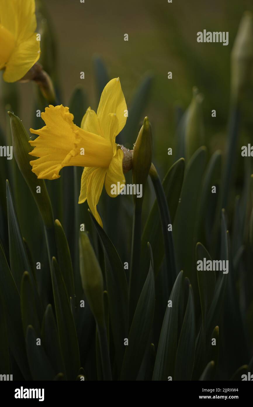 A vertical closeup of a yellow daffodil growing in green grass Stock ...