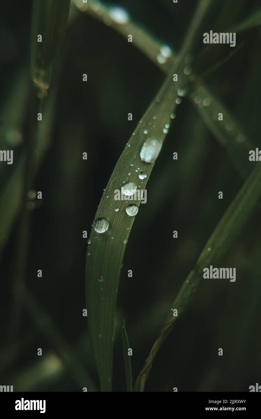A vertical closeup of a green grass covered with waterdrops Stock Photo ...