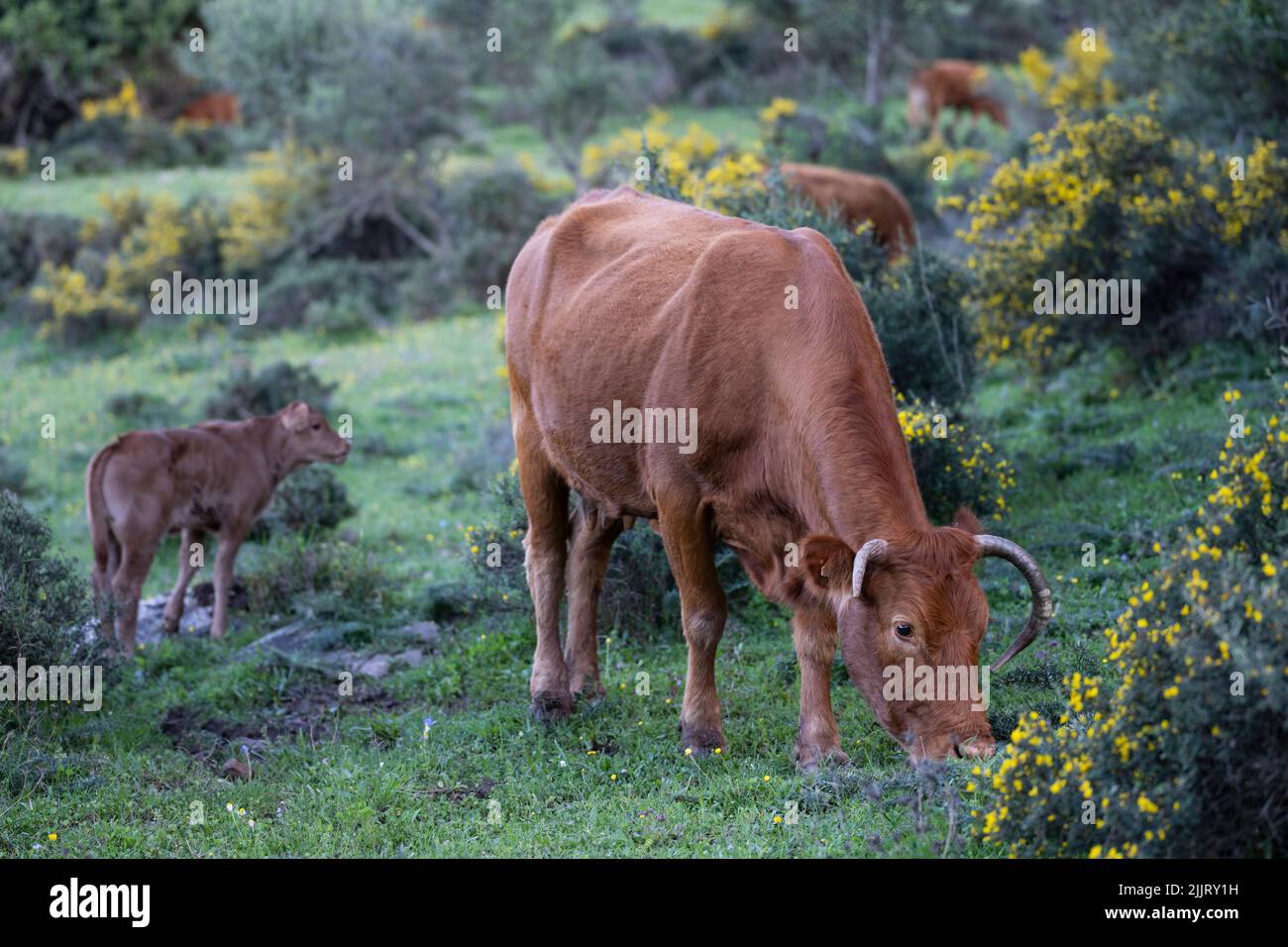 Cow calf grazing hi-res stock photography and images - Alamy