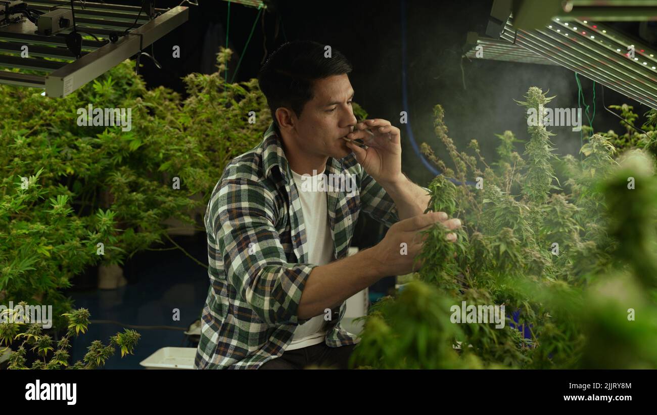 Marijuana farmer smoking rolled marijuana weed joint in curative