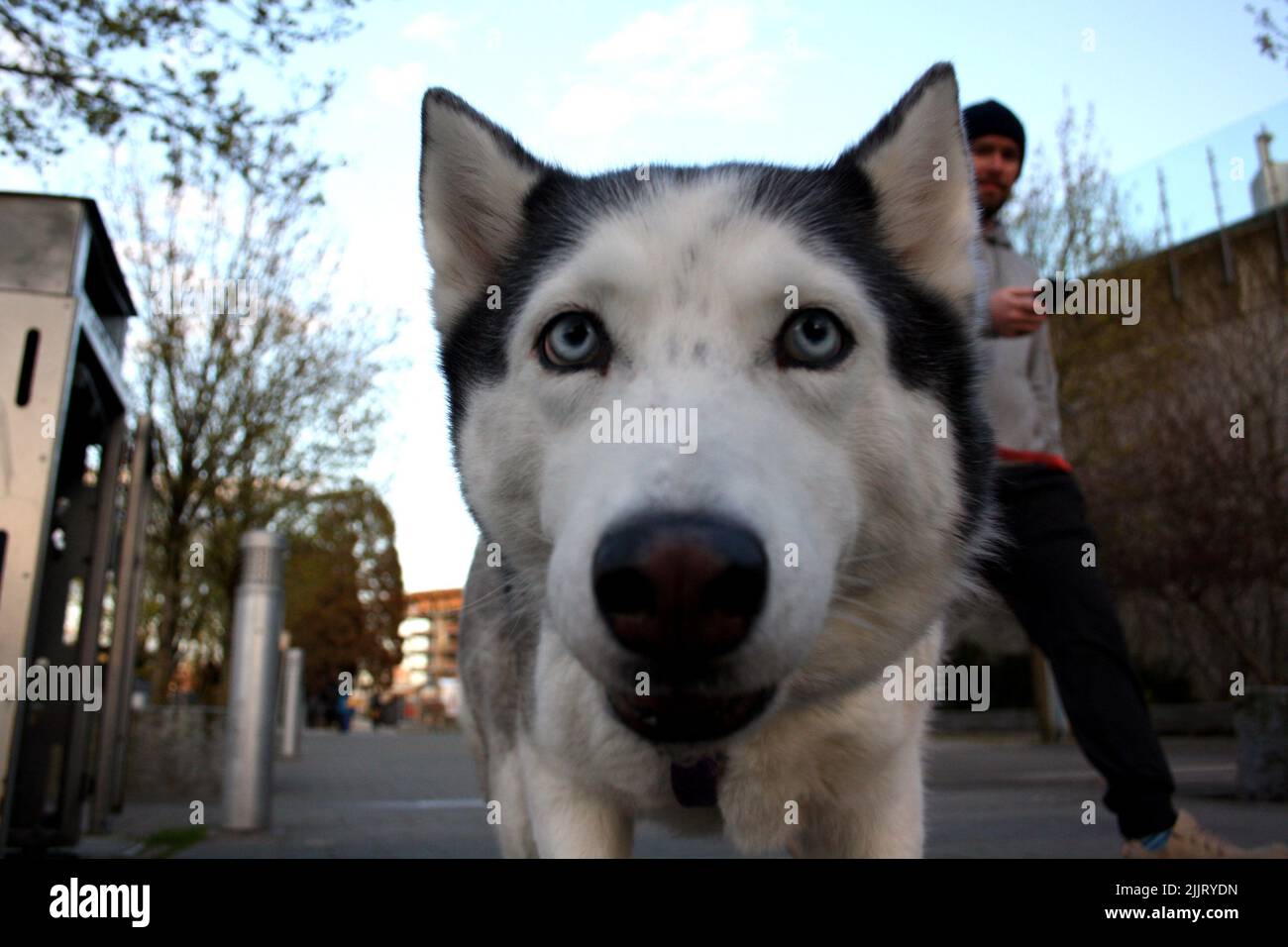 The Husky dog with its master walking in downtown, Vancouver, British