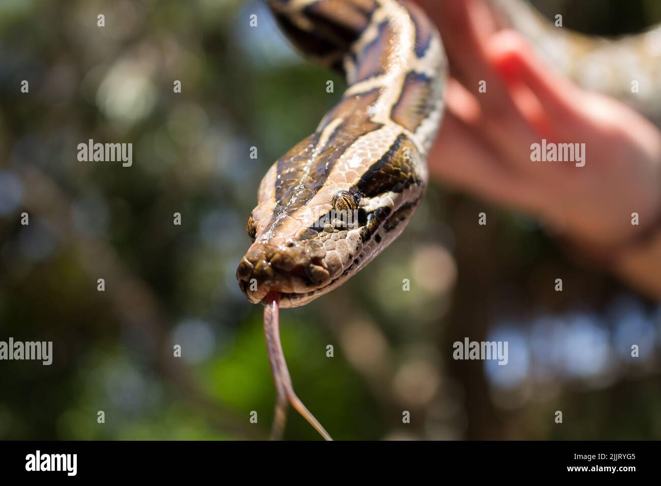 A closeup of a Burmese python flicking its tongue in a human hand Stock ...