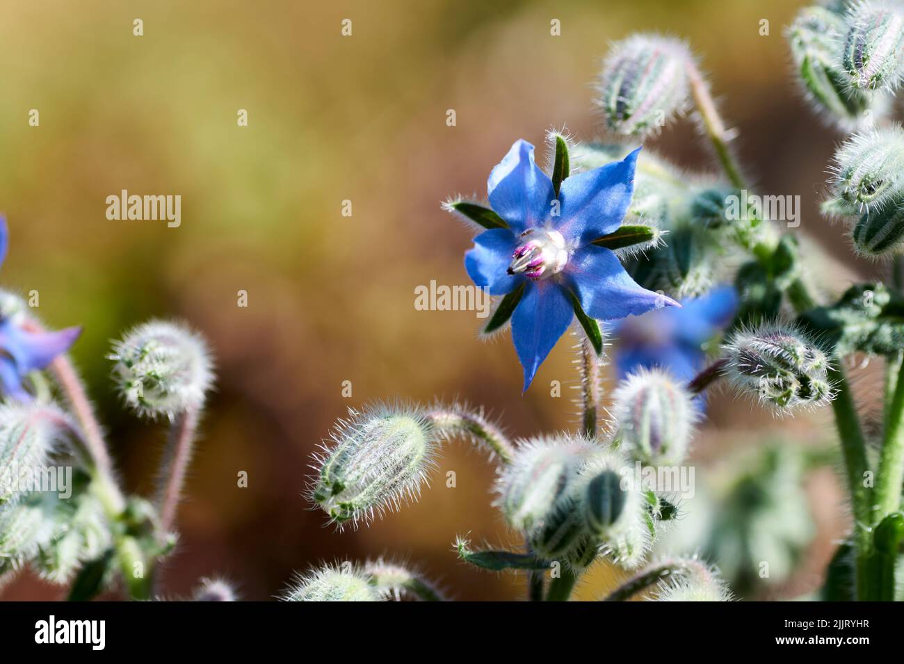 Borage Borago officinalis , also known as a starflower, is an annual herb in the flowering plant family Boraginaceae. Borretsch. One blossom and Stock Photo