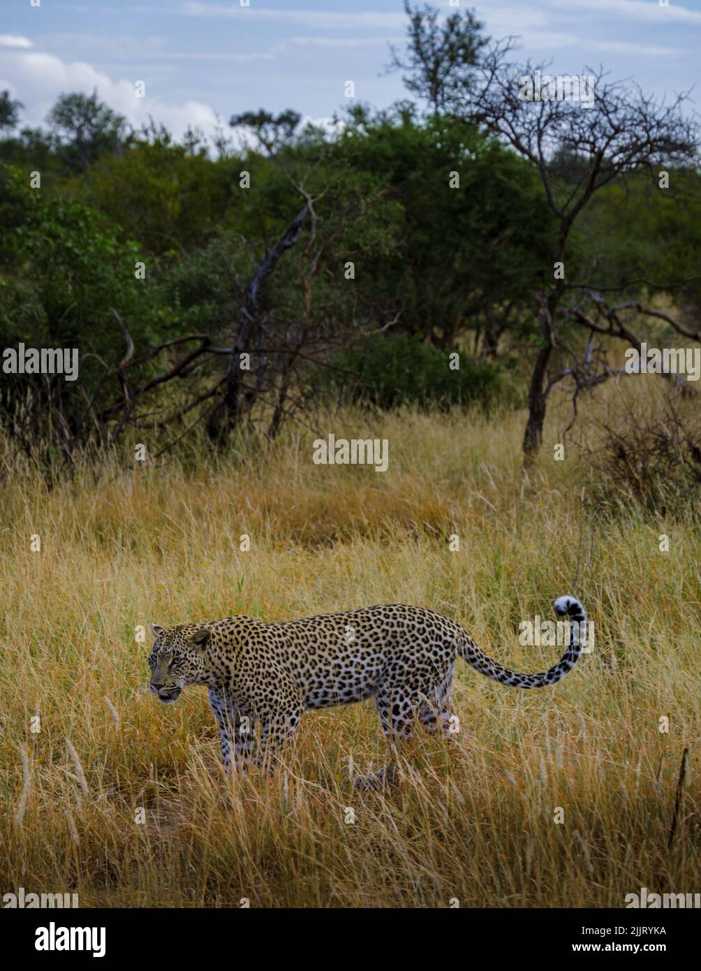 Leopard in Kruger national park South Africa. leopard or panther ...