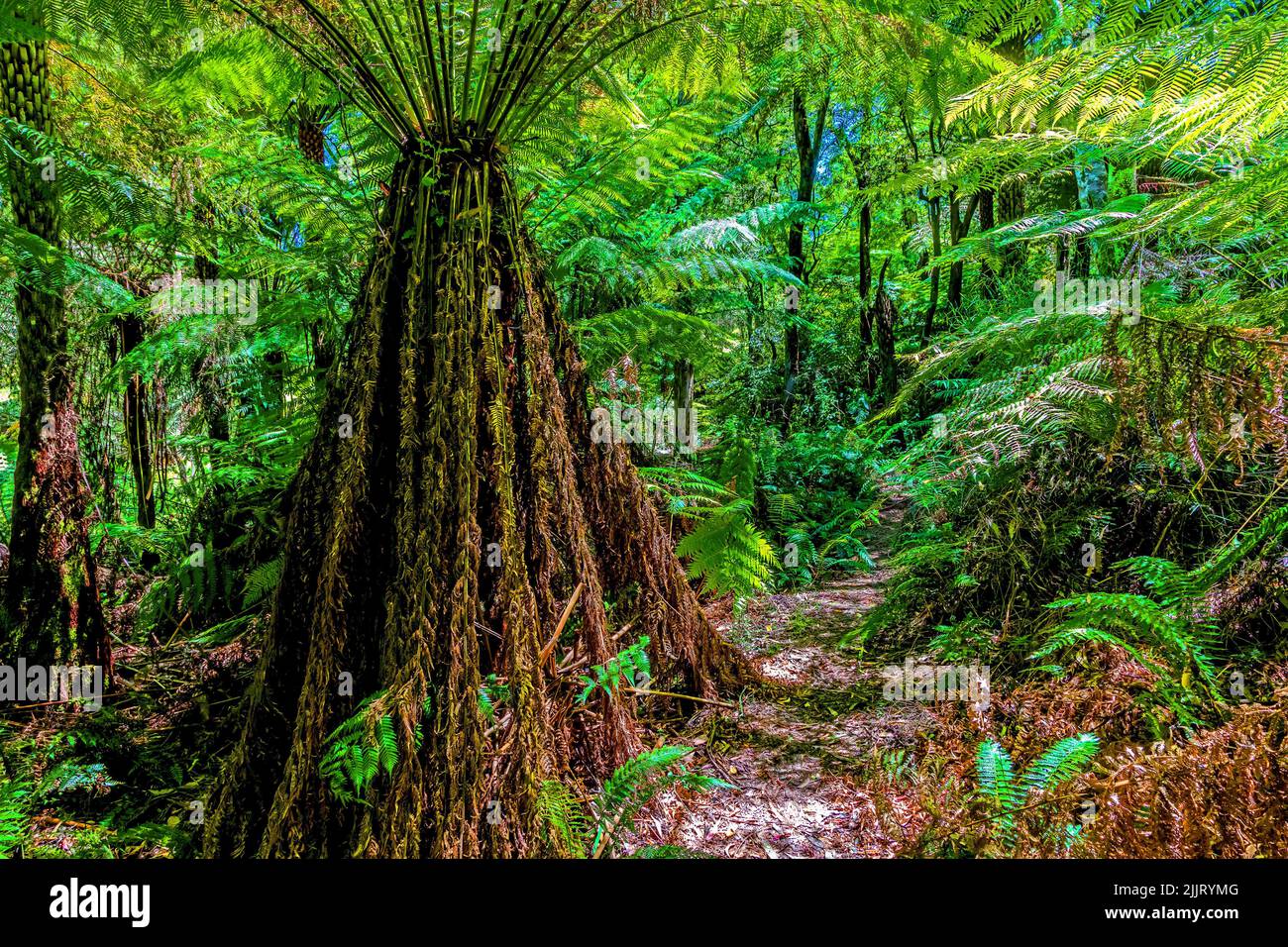 Tree Ferns Forest, the Dandenong Ranges National, Park, Victoria, Australia. Stock Photo