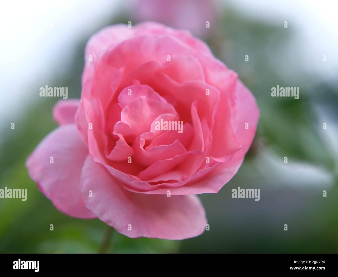 Pink and Red Roses Stock Photo - Alamy
