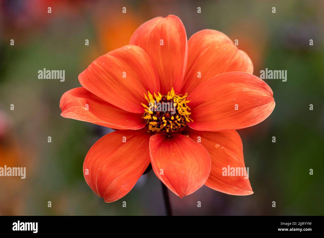 Closeup of a flower of Dahlia 'Bishop of Oxford' in a garden in summer Stock Photo